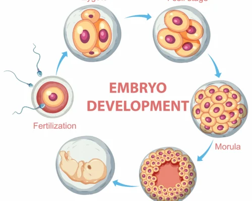 Blastosist Transferi Nedir ve Kimlere Uygulanmaktadır?
