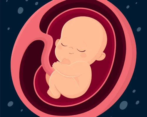 Anne Karnında Bebeğin Gelişimi Nasıldır?